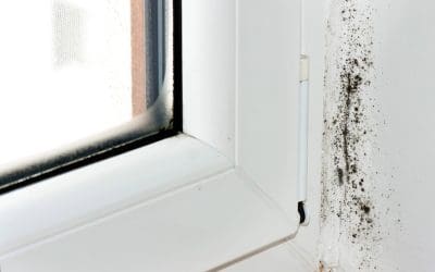 Prevent Mold Growth Before It Starts: Smart Strategies for a Healthier Home