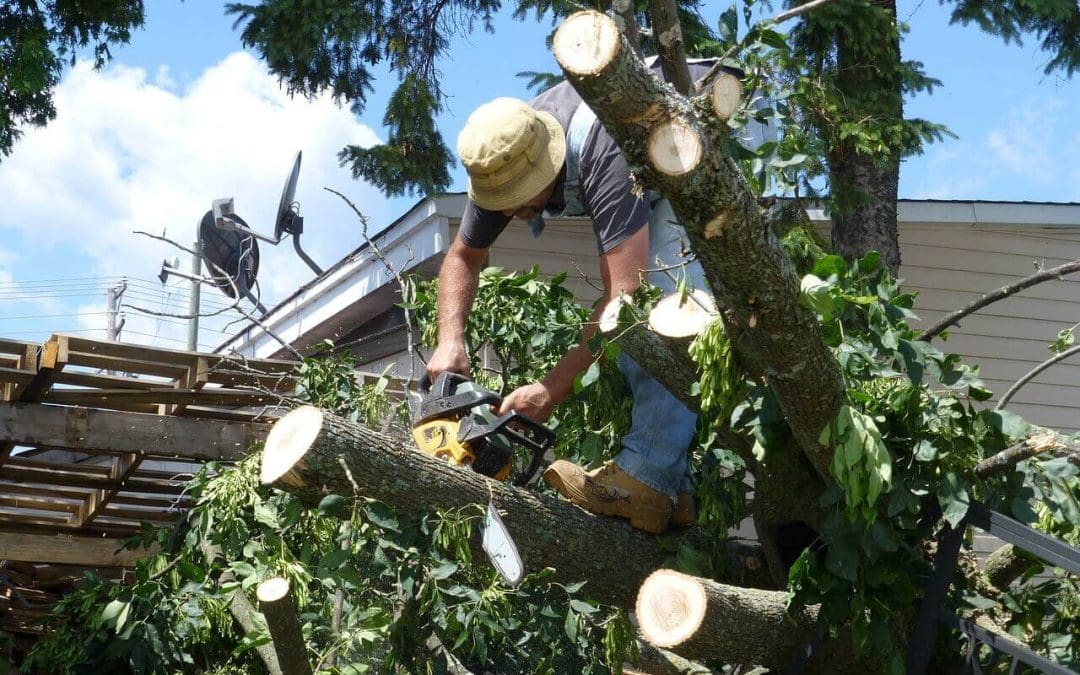 Know When to Let Go: The Homeowner’s Guide to When to Remove a Tree