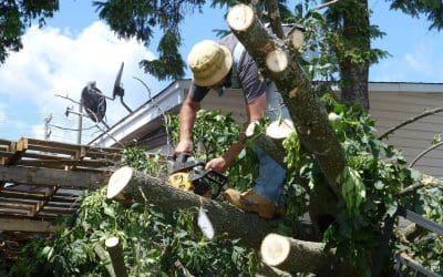 Know When to Let Go: The Homeowner’s Guide to When to Remove a Tree